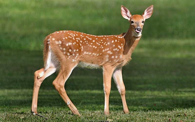 Los venados son especies protegidas en el Código Penal en Yucatán Los venados son especies protegidas en el Código Penal en Yucatán