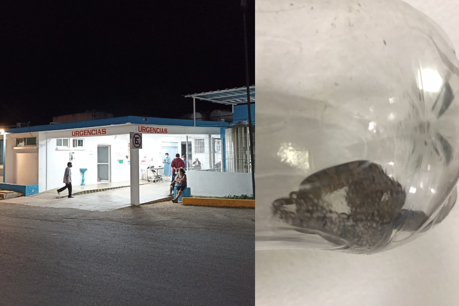 La serpiente fue capturada para presentarla ante los médicos del Hospital General de Carrillo Puerto y aplicarle el antídoto correcto a la víctima La serpiente fue capturada para presentarla ante los médicos del Hospital General de Carrillo Puerto y aplicarle el antídoto correcto a la víctima