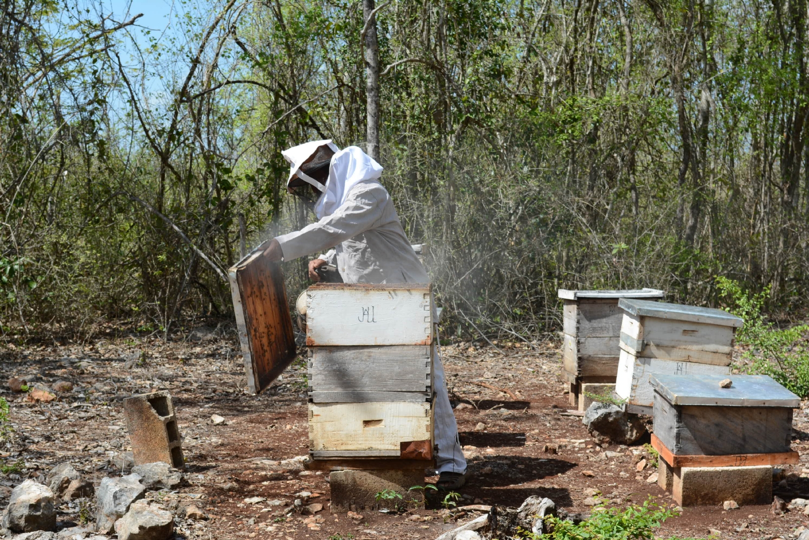 Fueron 906 toneladas de miel producida hasta noviembre del 2021 en Yucatán, cifra más alta registrada en 11 años