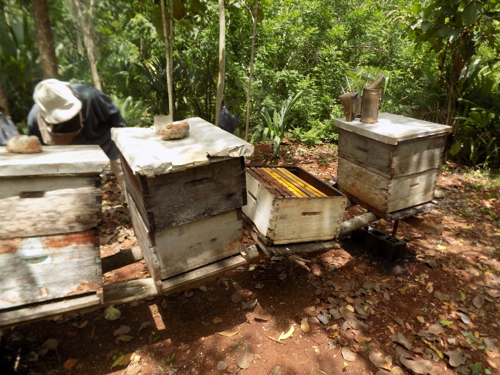 Los productores del dulce recuerdan que la floración del tajonal y de otras plantas se seca por las bajas temperaturas