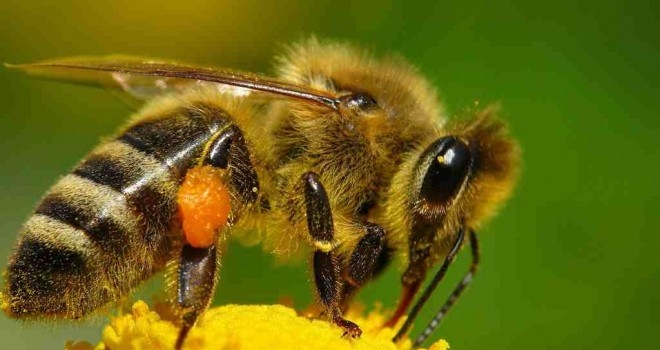 Casi todos los tipos de abejas son de hábitos solitarios, sólo las melíferas y meliponas forman enjambres
