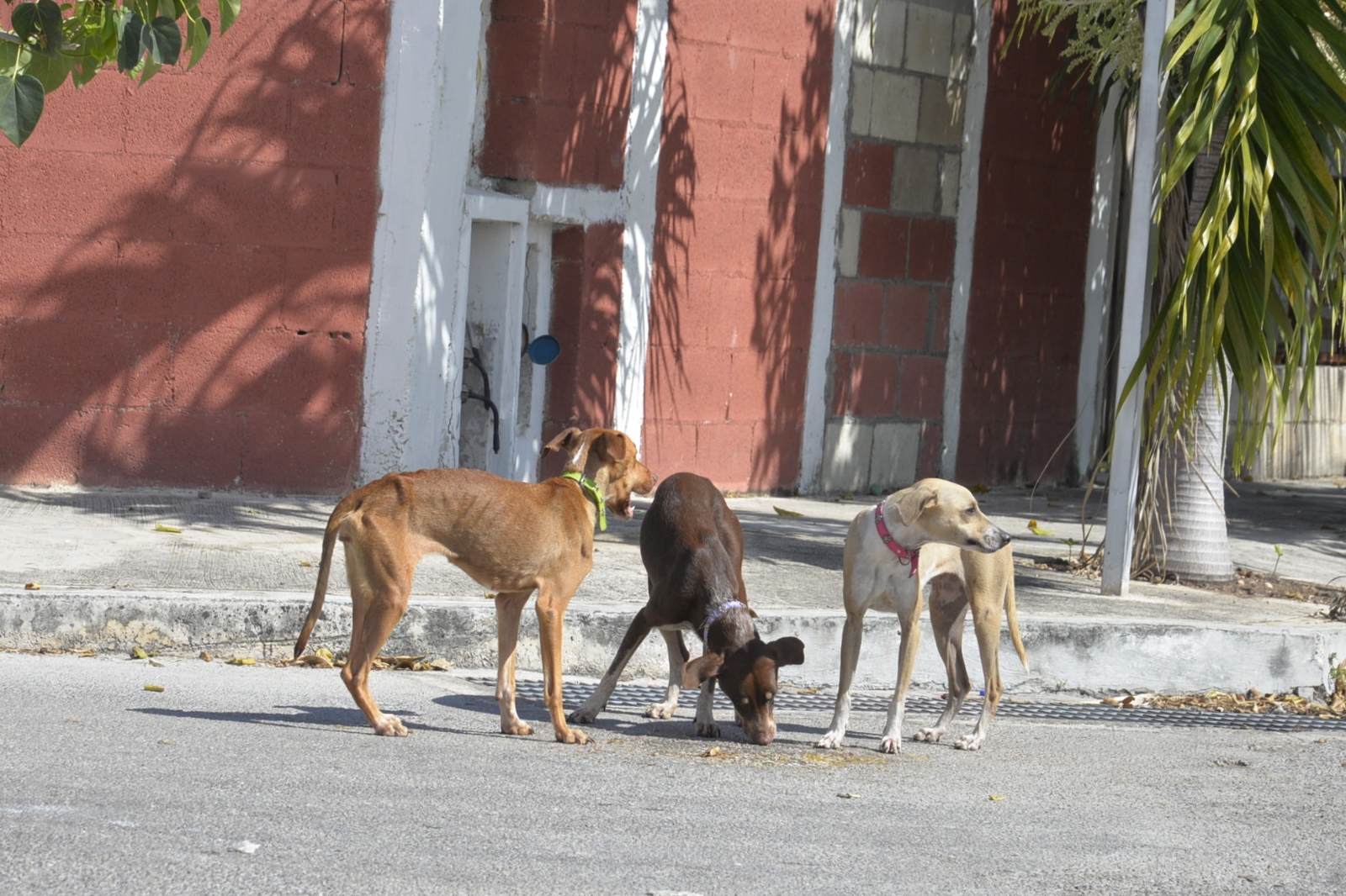 El retorno de animales extraviados a sus propietarios originales representa un 30 por ciento de las salidas