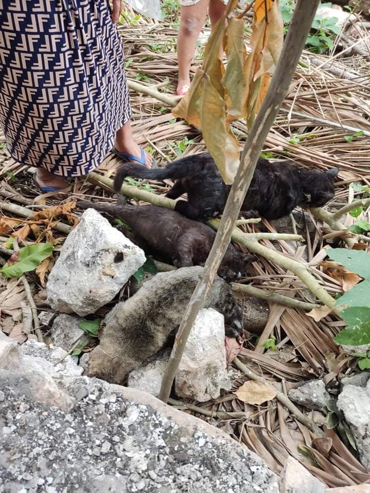 Los habitantes temen que sus hijos estén en peligro de intoxicarse al estar en contacto con los animales