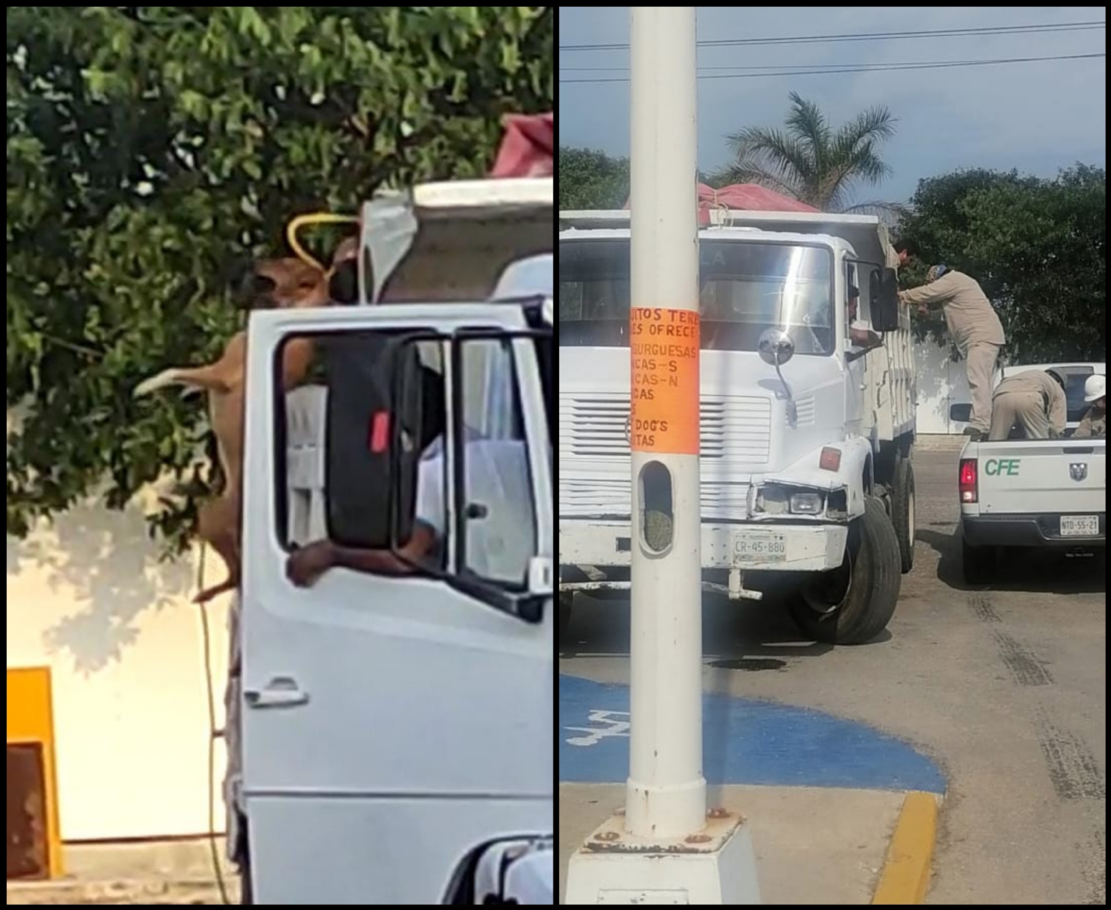 La imagen evidenció cómo los hombres tiraban de la percha y colgaban a los animales del cuello para subirlos a la góndola del volquete