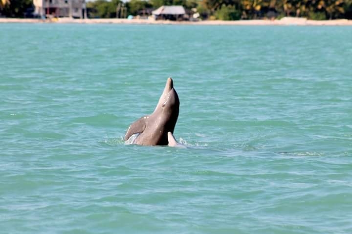 Los métodos que utilizan los investigadores marinos para saber hacia dónde se desplazan y dónde ubicar a los cetáceos incluye transmisores satelitales