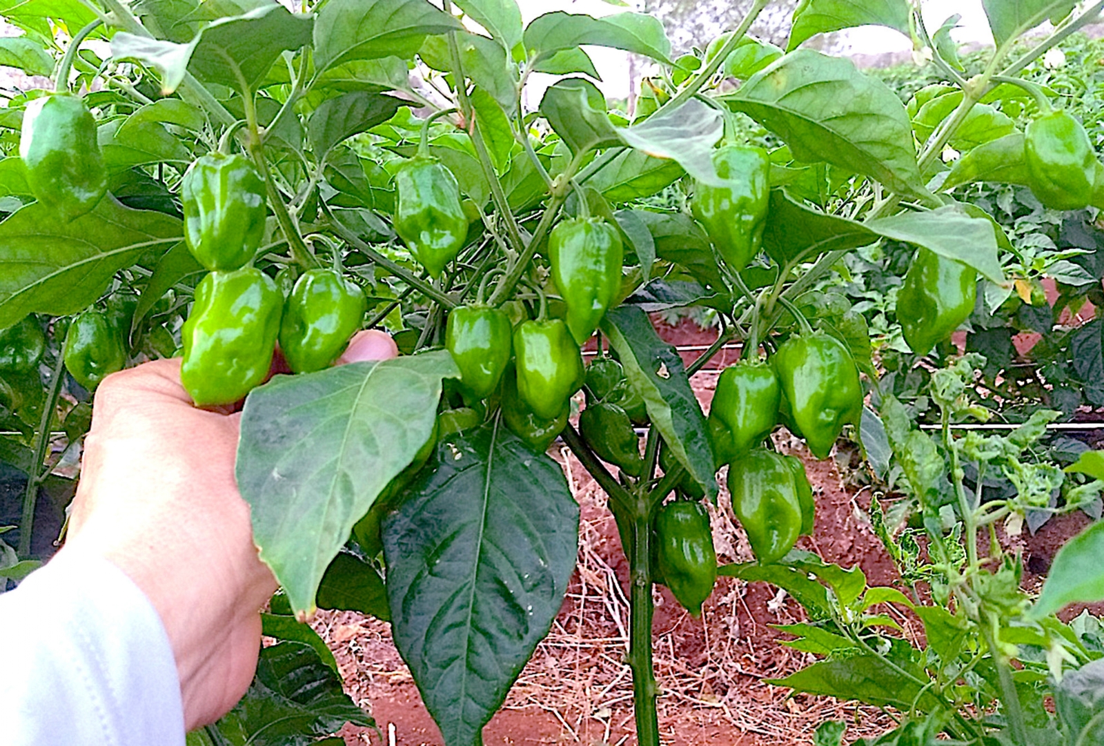 El chile habanero destaca como parte esencial de la gastronomía yucateca