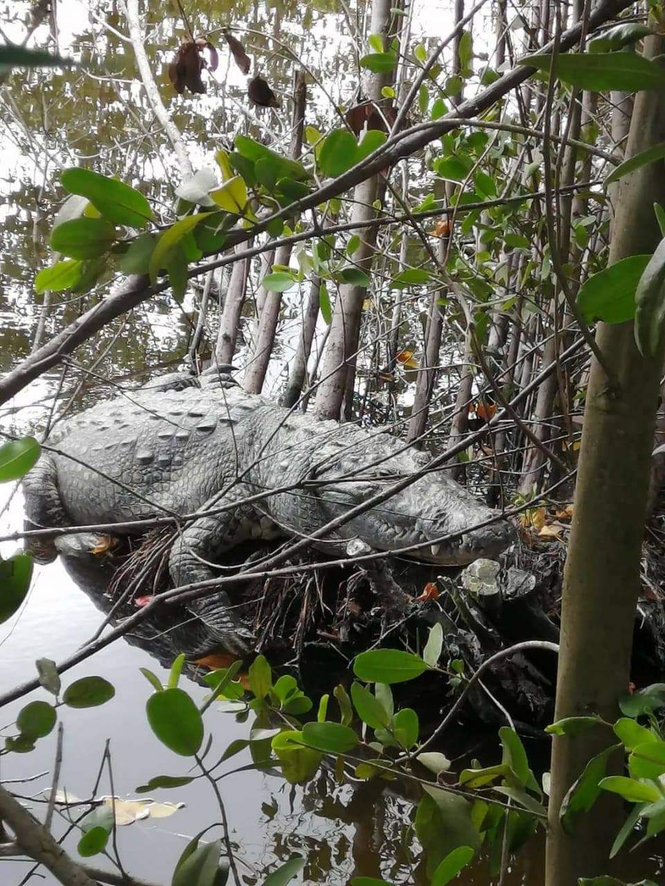 Amas de casa de la zona temen que los reptiles ataquen a sus hijos o a sus mascotas