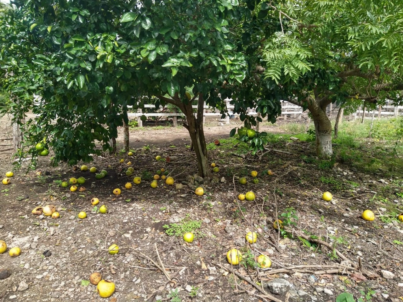 Las aves no tienen nada qué comer y pican la fruta, afirman los productores