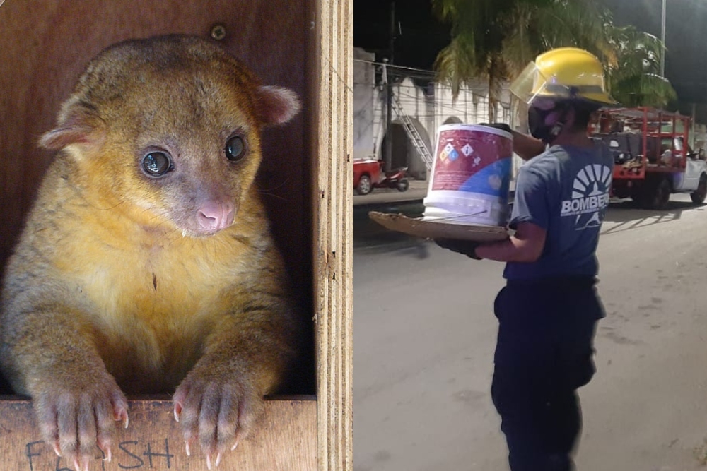 El animalito fue resguardado por los bomberos de Cozumel en espera de que Ecología lo recogiese para su valoración El animalito fue resguardado por los bomberos de Cozumel en espera de que Ecología lo recogiese para su valoración