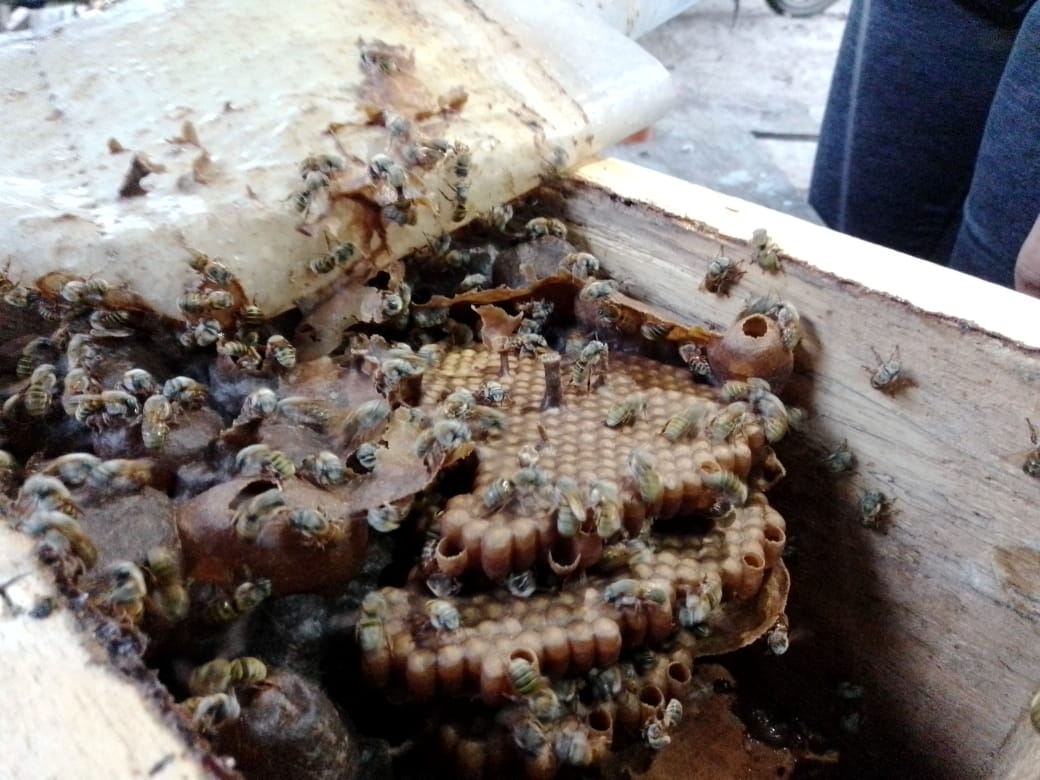 Matrimonio de Sinanché apuesta a la crianza de abejas nativas maya