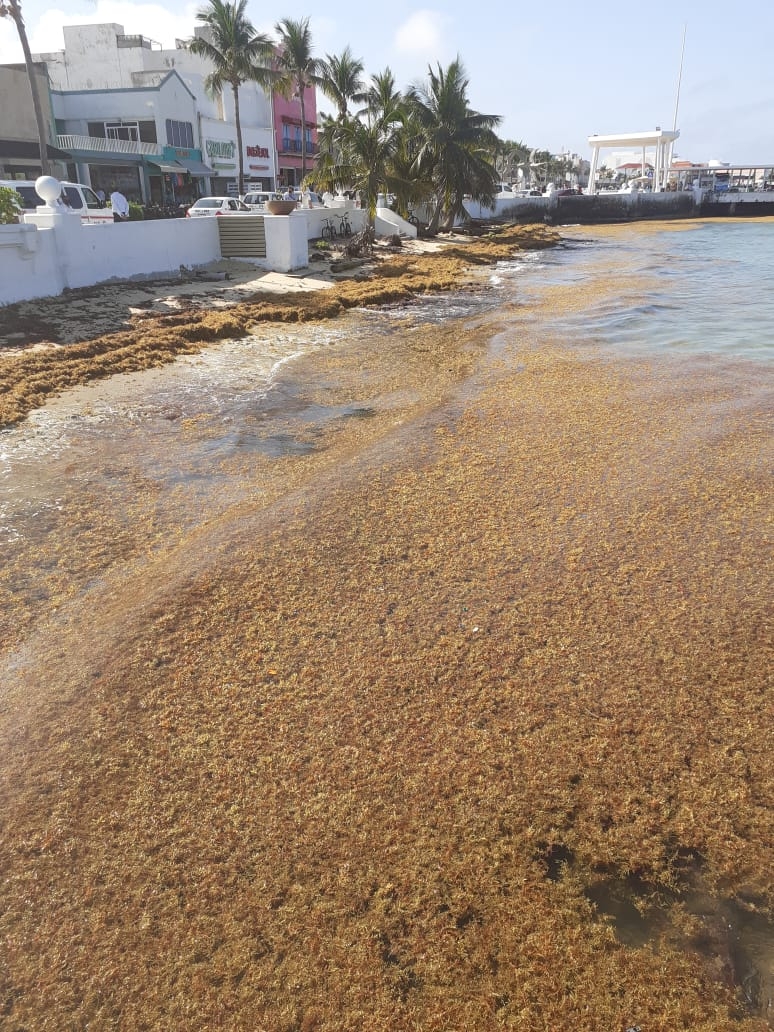 Estas son las playas más limpias de sargazo en Quintana Roo este 09 de junio