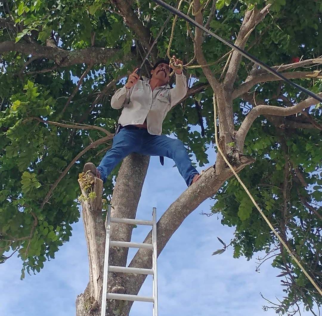 El árbol obstruía el tráfico en la zona