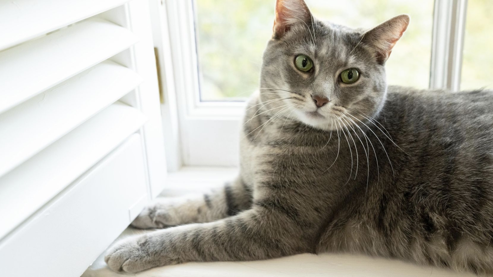 Willow tiene habilidades políticas serias: de dos años, es una gata criada en una granja de Pensilvania Willow tiene habilidades políticas serias: de dos años, es una gata criada en una granja de Pensilvania