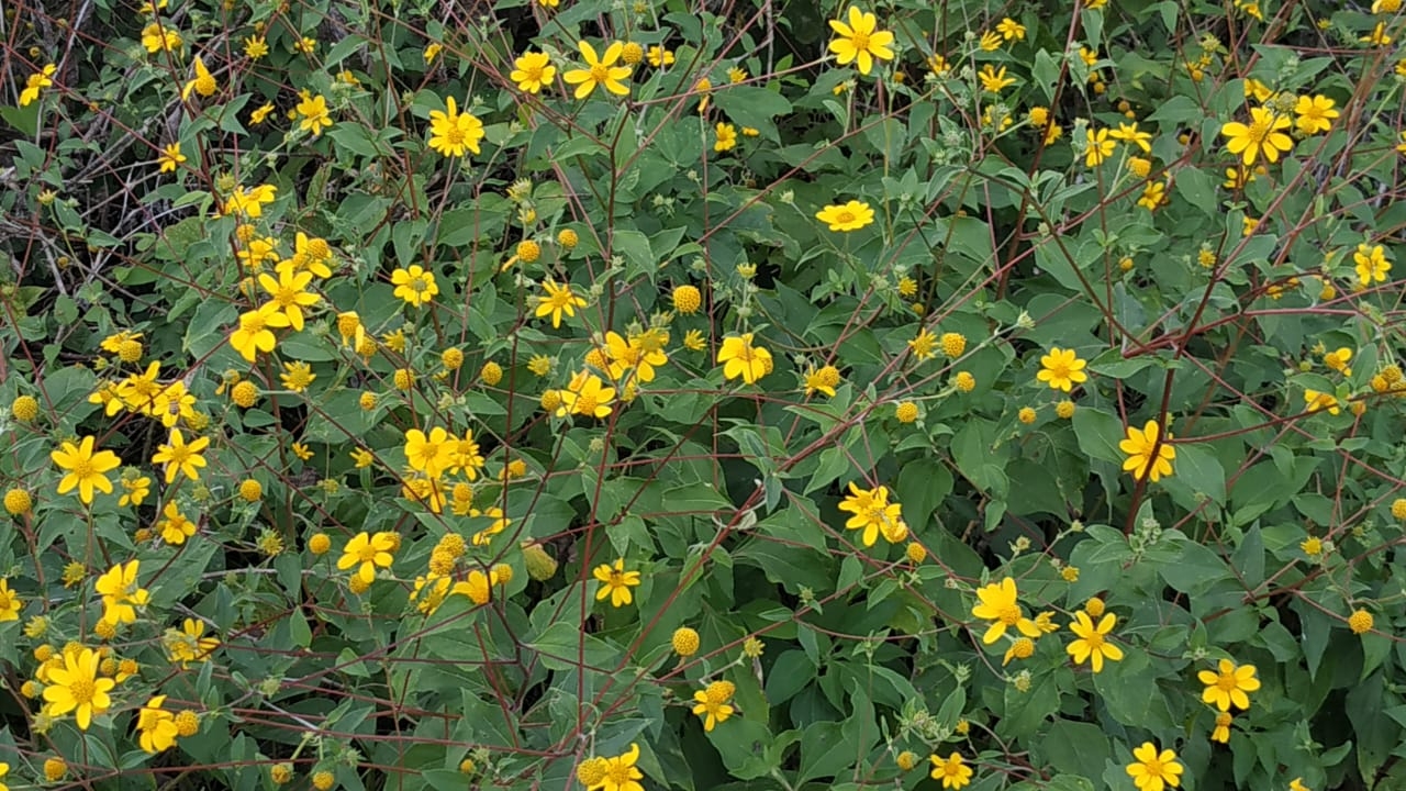 La zona Oriente del Estado se está pintando de amarillo debido a la llegada de la flor