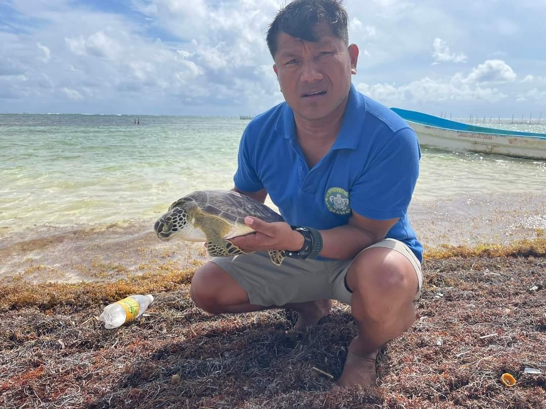 Después de ser liberada del sargazo se le brindó atención, permaneció en descanso hasta que recuperó fuerzas y fue devuelta al mar Después de ser liberada del sargazo se le brindó atención, permaneció en descanso hasta que recuperó fuerzas y fue devuelta al mar