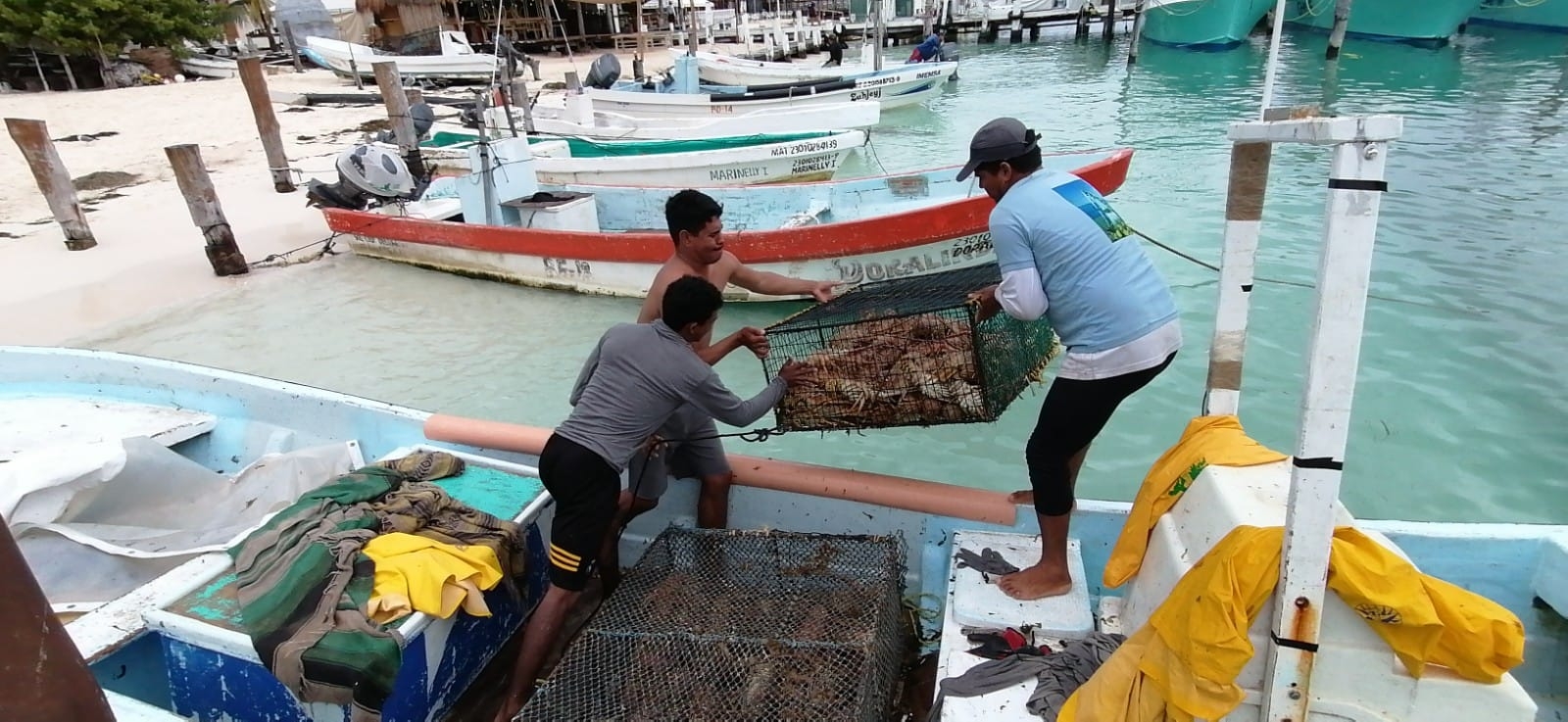 Hasta 120 kilogramos por embarcación capturaron los pescadores de Isla Mujeres, lo que significa alrededor de 300 mil pesos de ingreso