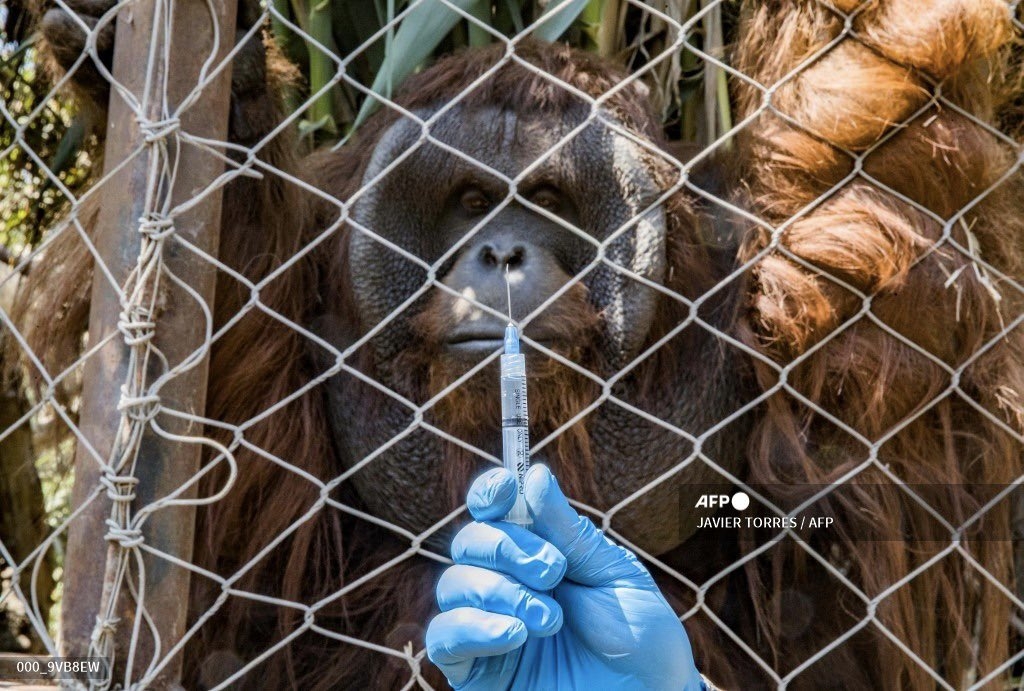 Varias especies de simios y de grandes felinos tienen más posibilidades de contagiarse, según informes de varios zoológicos