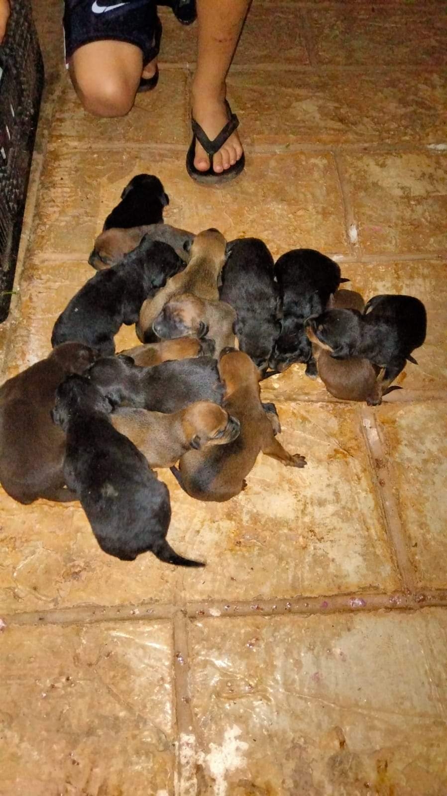 Una integrante mencionó que es inhumano lo que hacen con los animales, porque dejarlos a su suerte es muy lamentable