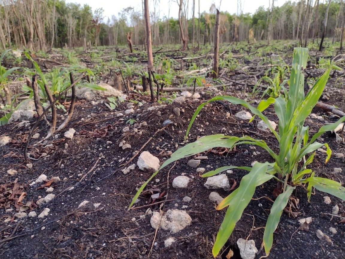 Los campesinos de Ramonal indicaron que necesitan semillas, fertilizantes y equipos para reactivar sus cosechas y comercializarlas