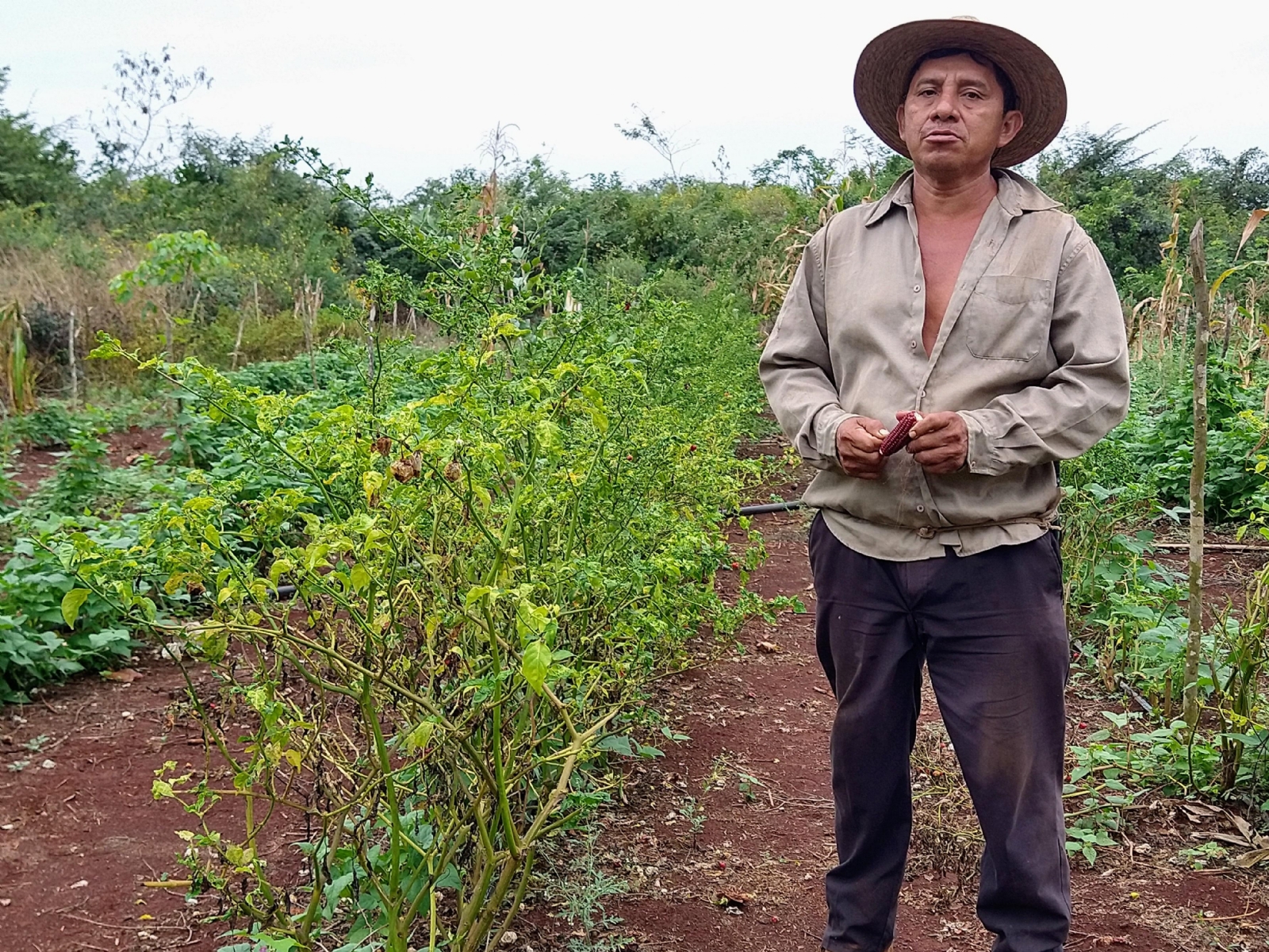 Afectados señalan que resulta incosteable combatir a los insectos