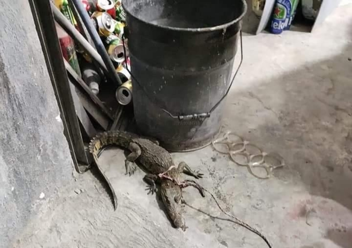 Se desconoce como llegó el cocodrilo al taller