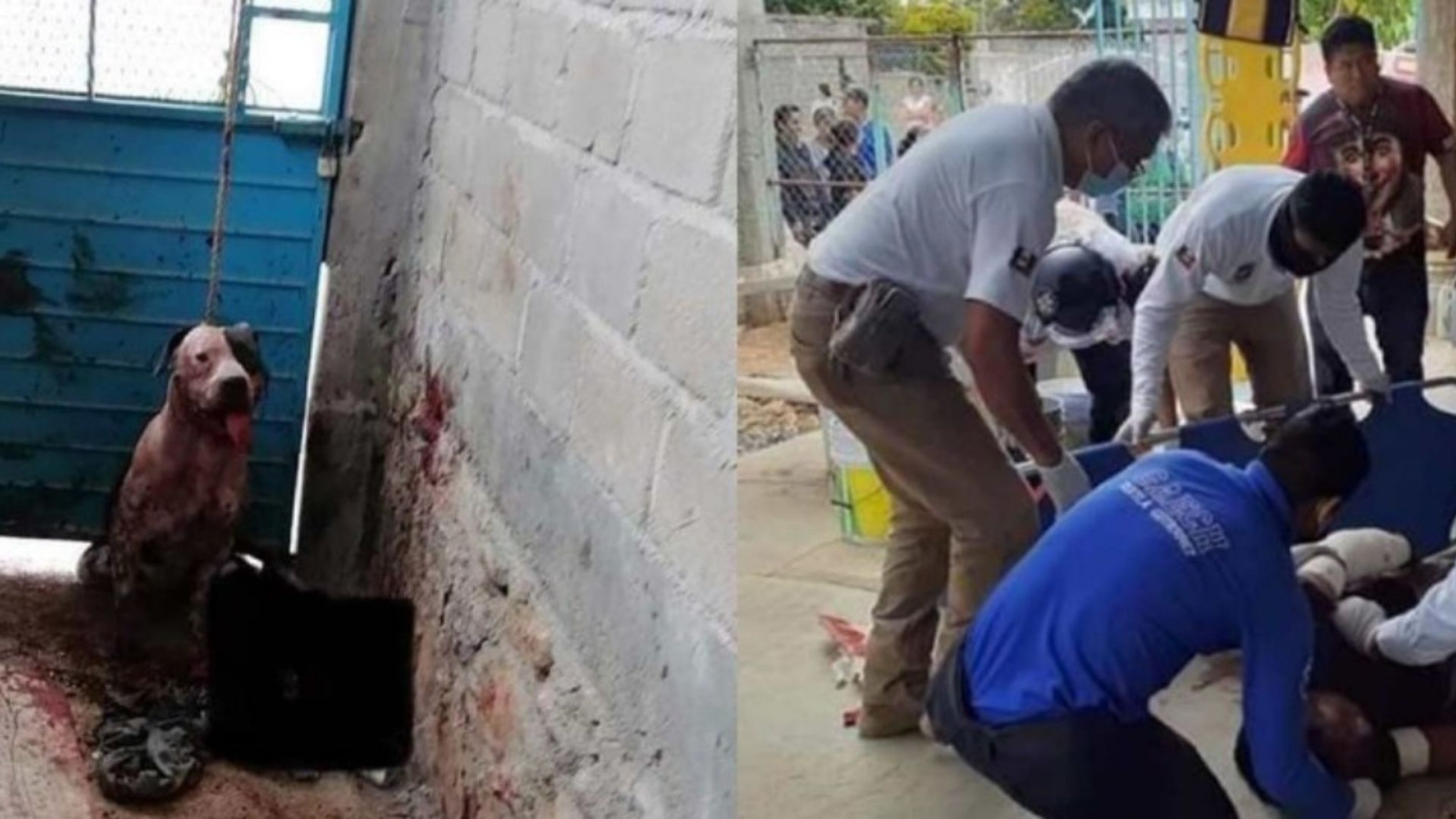 Pitbull ataca a ladrón que se metió a robar a casa
