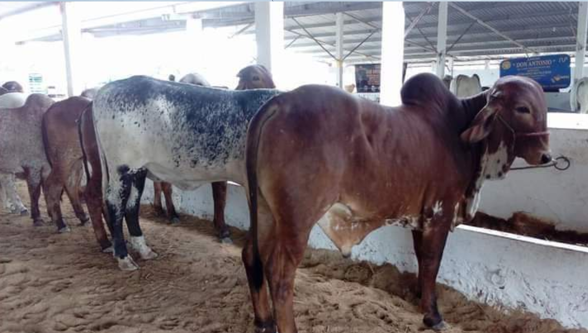 Arranca la Expo Feria Ganadera Buctzotz 2022 con gran variedad artística Arranca la Expo Feria Ganadera Buctzotz 2022 con gran variedad artística