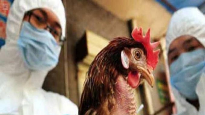 El contagio fue detectado en un halcón que cazaba y se alimentaba de aves silvestres El contagio fue detectado en un halcón que cazaba y se alimentaba de aves silvestres