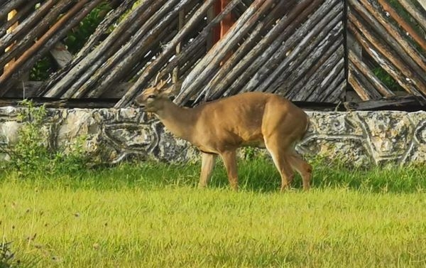 Se percataron de la presencia de un venado en la glorieta de distribución entre las avenidas Kabah y Tulum