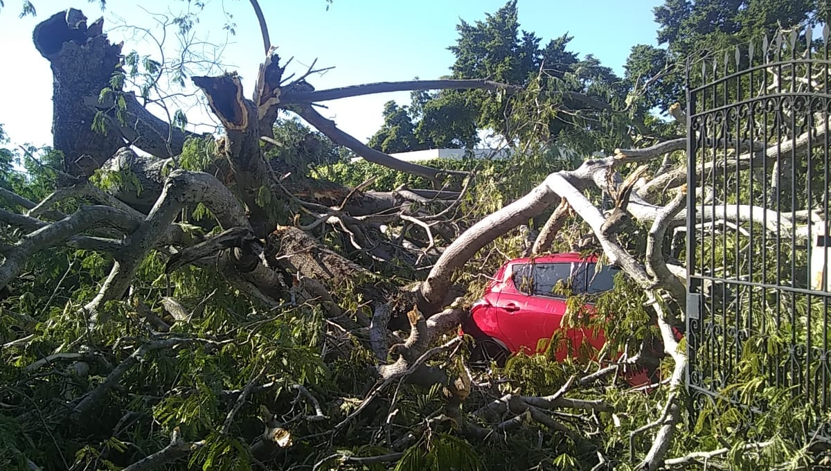Quince vehículos siniestrados tras caerles un árbol en una funeraria del centro de Mérida