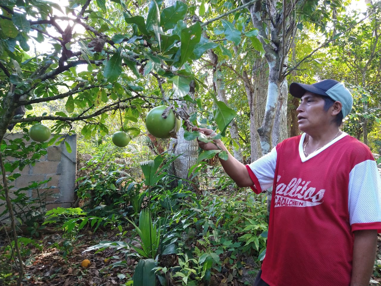 Creación de jícaras, tradición artesanal en peligro de desaparecer en Yucatán