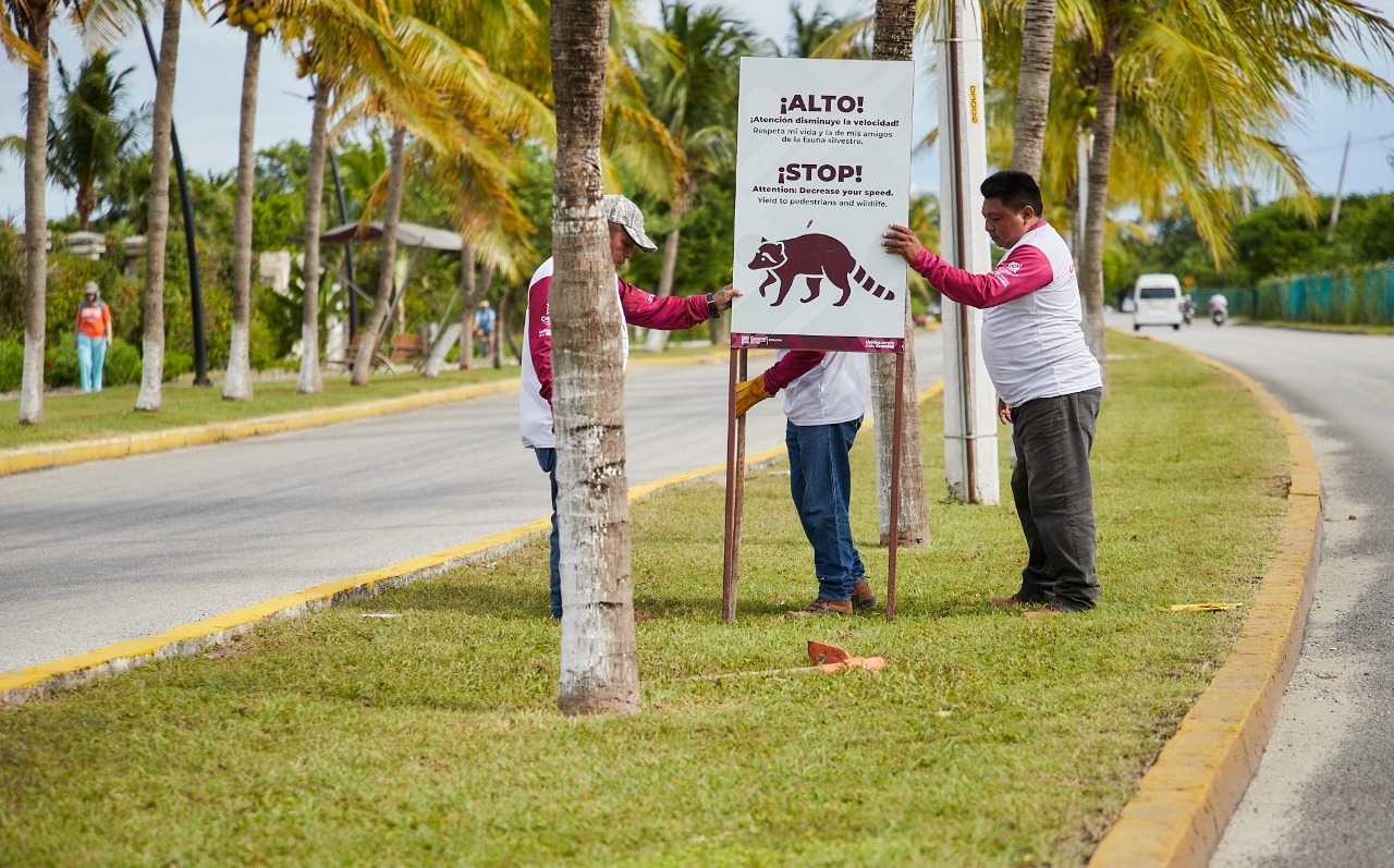La dependencia informó que se encuentran hasta siete ejemplares de animales atropellados por semana; muchas veces se trata de familias enteras