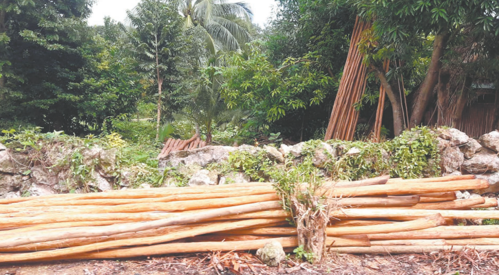 Semarnat no da, desde hace meses, permisos de aprovechamiento forestal