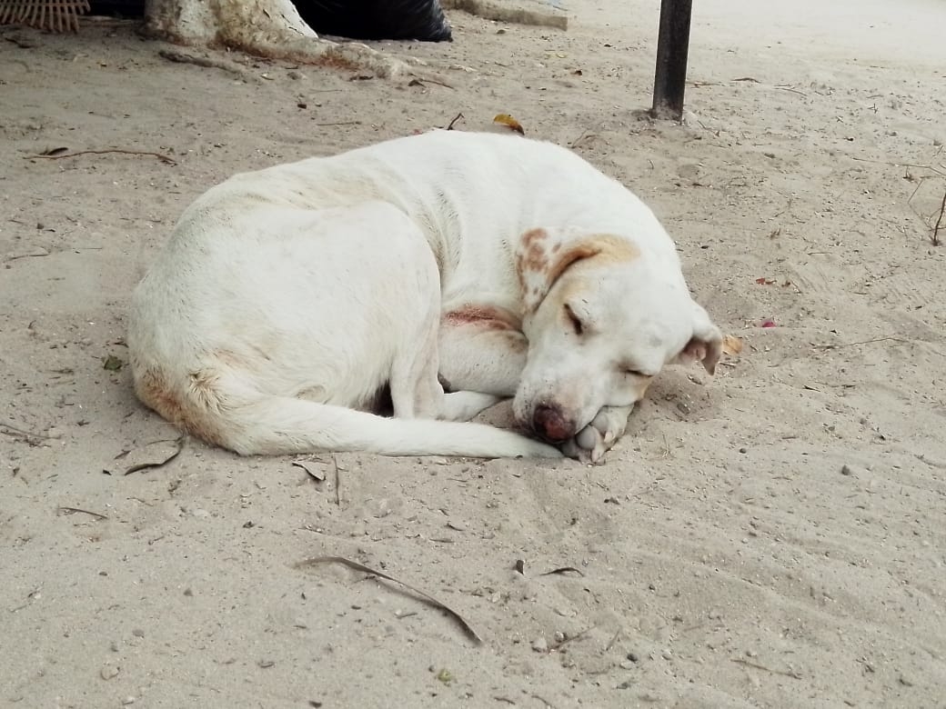 En mascotas, el golpe de calor provoca jadeo excesivo, debilidad y convulsiones. En mascotas, el golpe de calor provoca jadeo excesivo, debilidad y convulsiones.