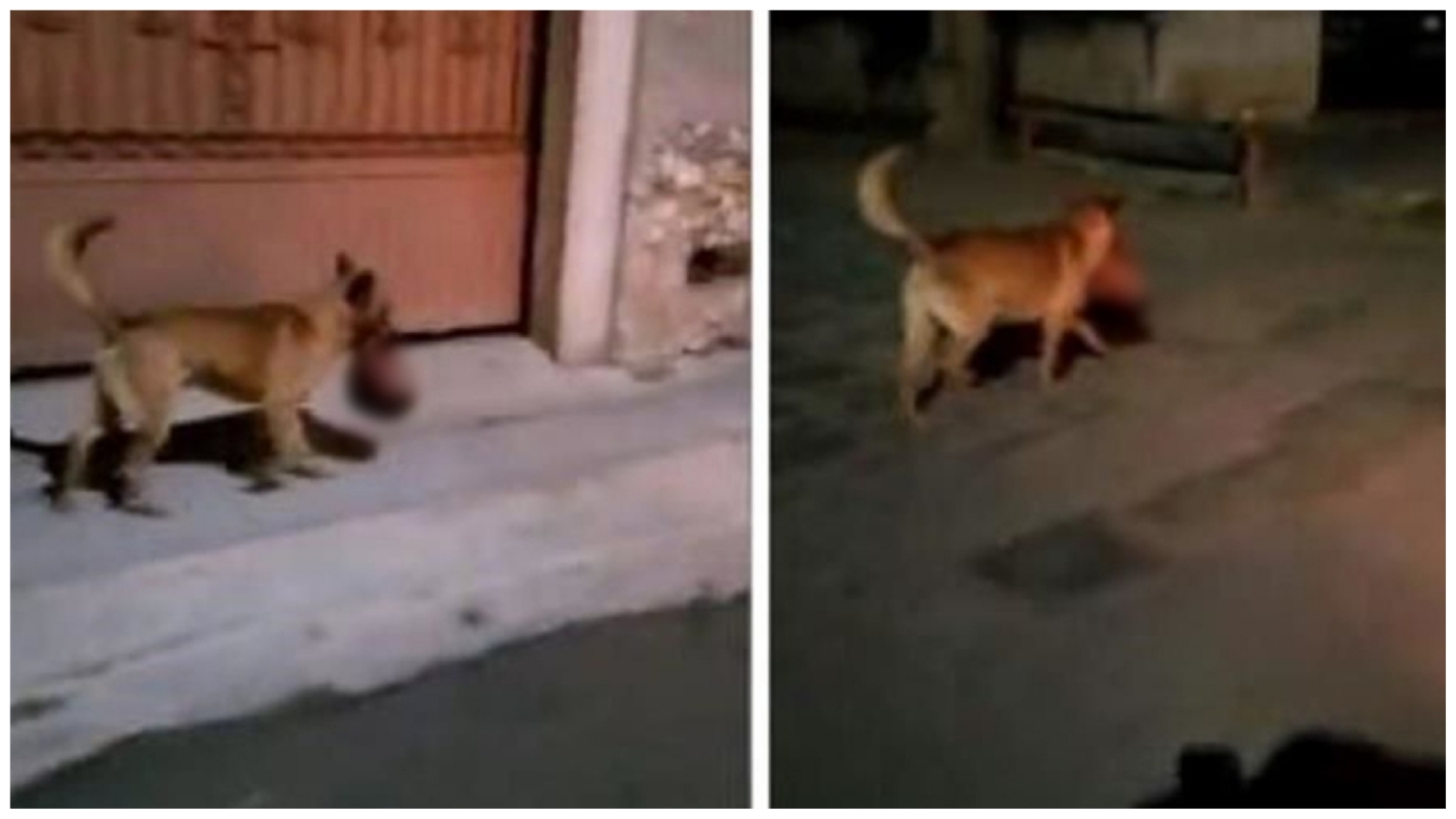 Autoridades de seguridad señalan que el perro halló la cabeza en un cajero automático en el municipio de Monte de Escobedo