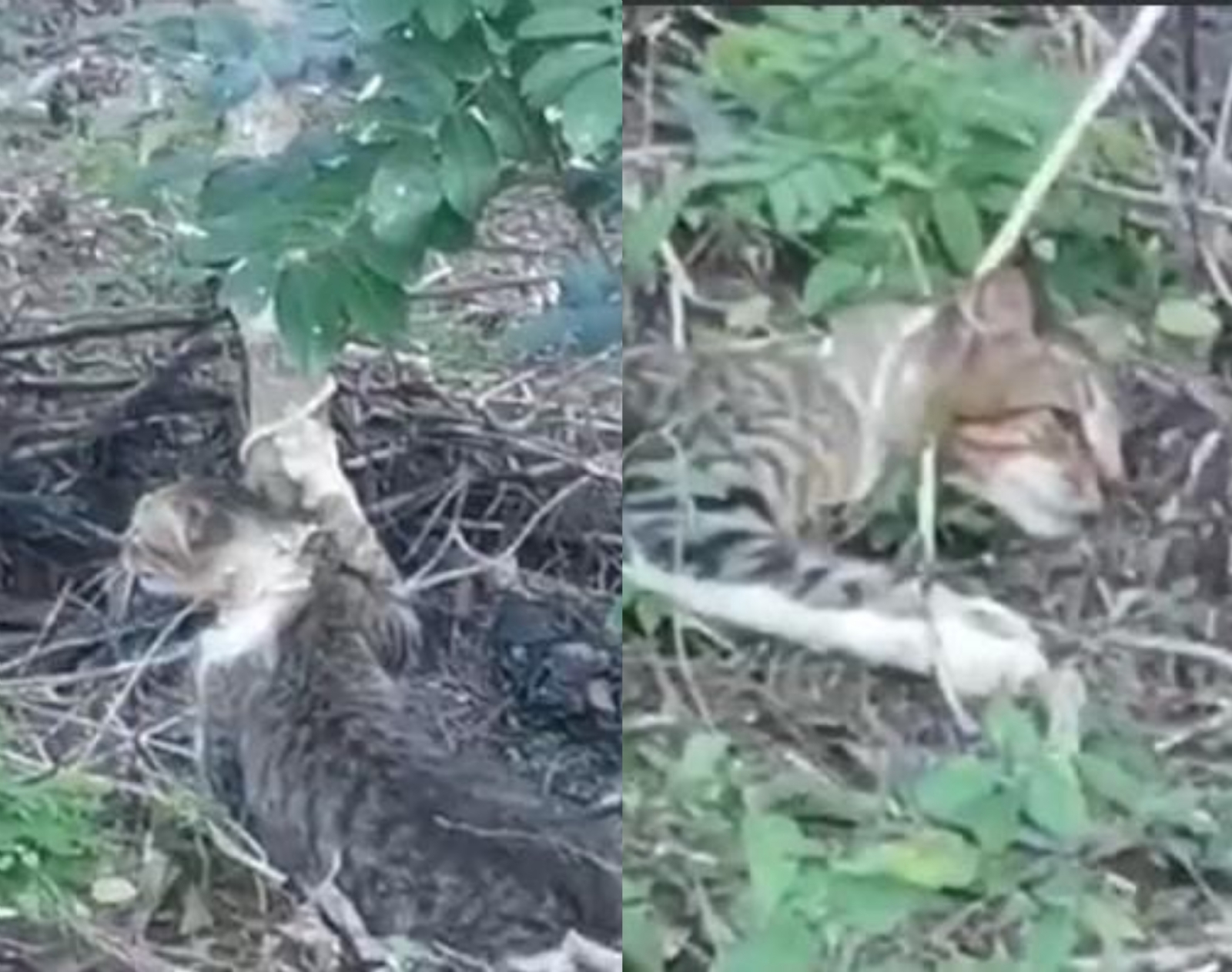 Se desconoce la identidad de los jóvenes que acabaron la vida del animal Se desconoce la identidad de los jóvenes que acabaron la vida del animal
