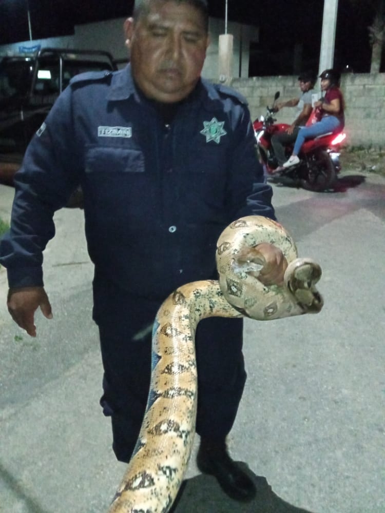 Fue colocada en una bolsa de plástico para trasladarlo al parque zoológico La Reina