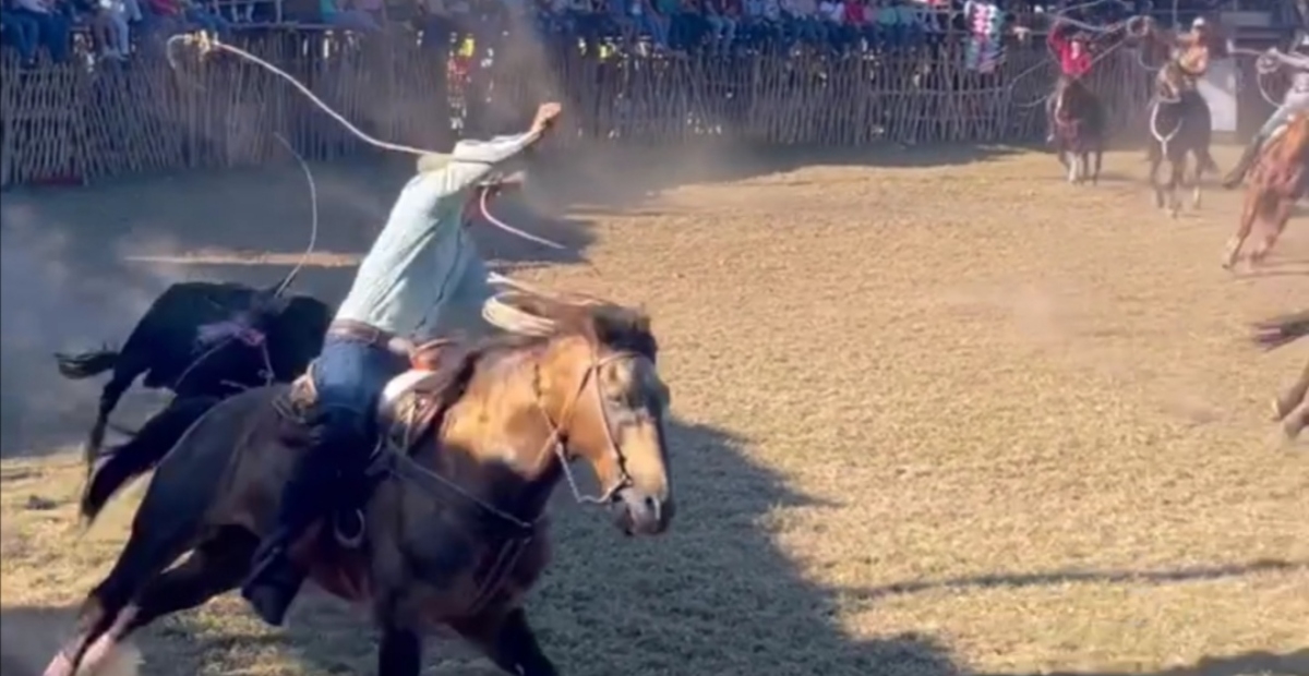 Un toro embistió al caballo, que sufrió heridas en las patas traseras Un toro embistió al caballo, que sufrió heridas en las patas traseras