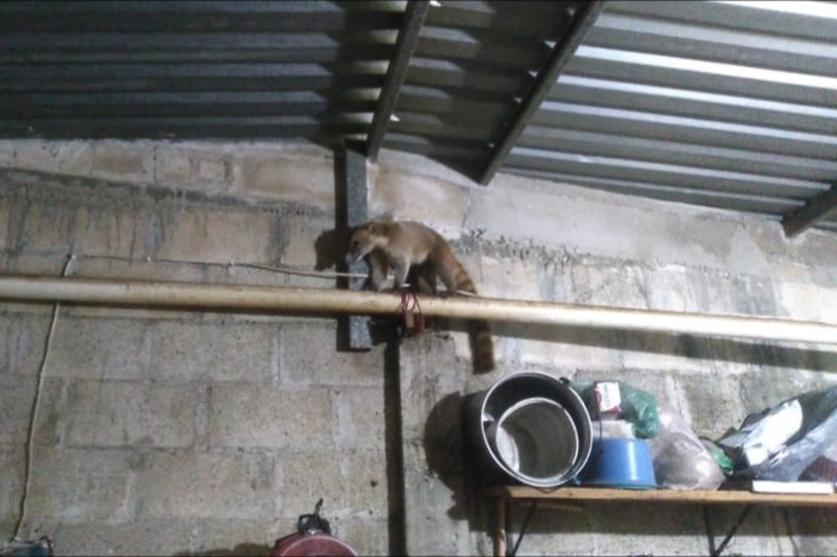 El animal había ingresado por la noche a la casa El animal había ingresado por la noche a la casa