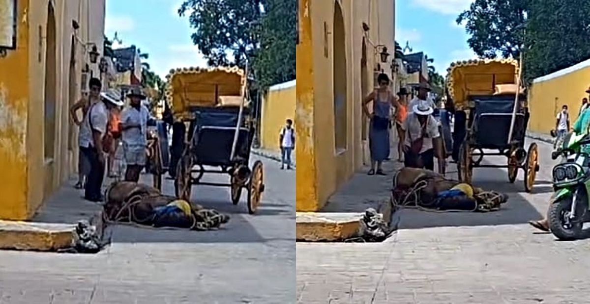 La calesa trasladaba a una pareja de turistas cuando el caballo se desplomó