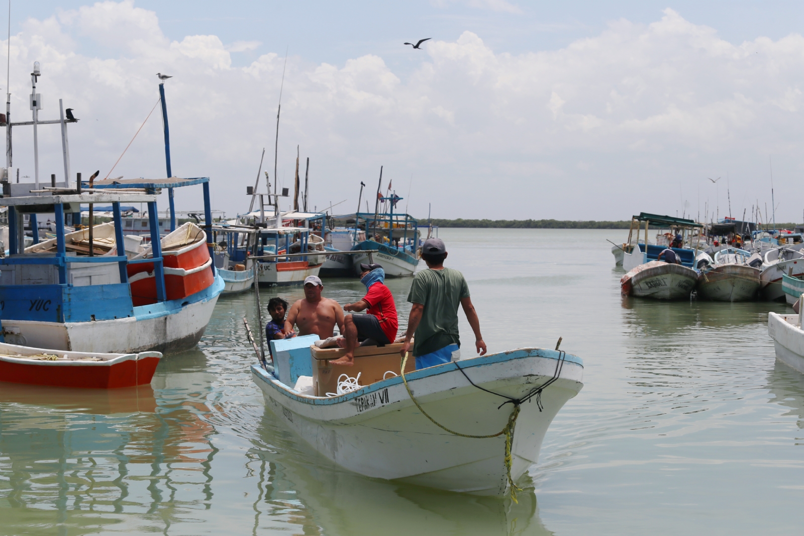 Pescadores de la costa yucateca señalan que ha mejorado la pesca ribereña del octópodo, pero el precio ha bajado en por lo menos 20 pesos el kilogramo