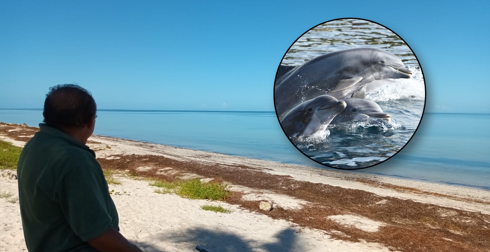 Dos delfines recorrieron la costa de San Crisanto