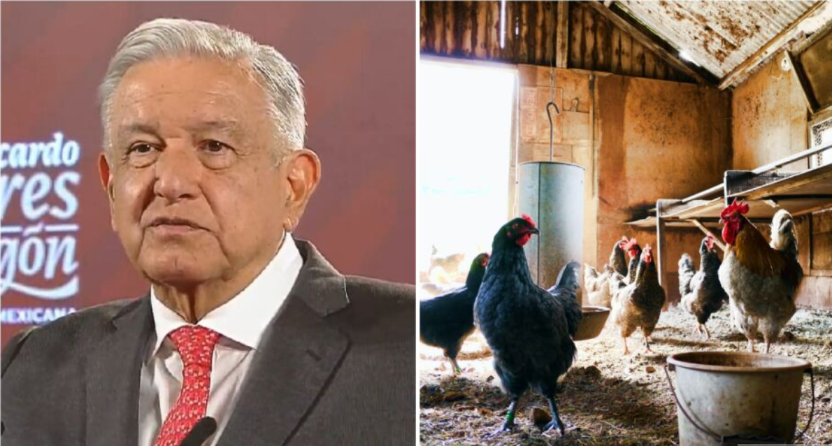 AMLO compartió el reporte de la Secretaría de Agricultura sobre la gripe aviar y anunció medidas, pero rechazó que sea un riesgo para la salud pública