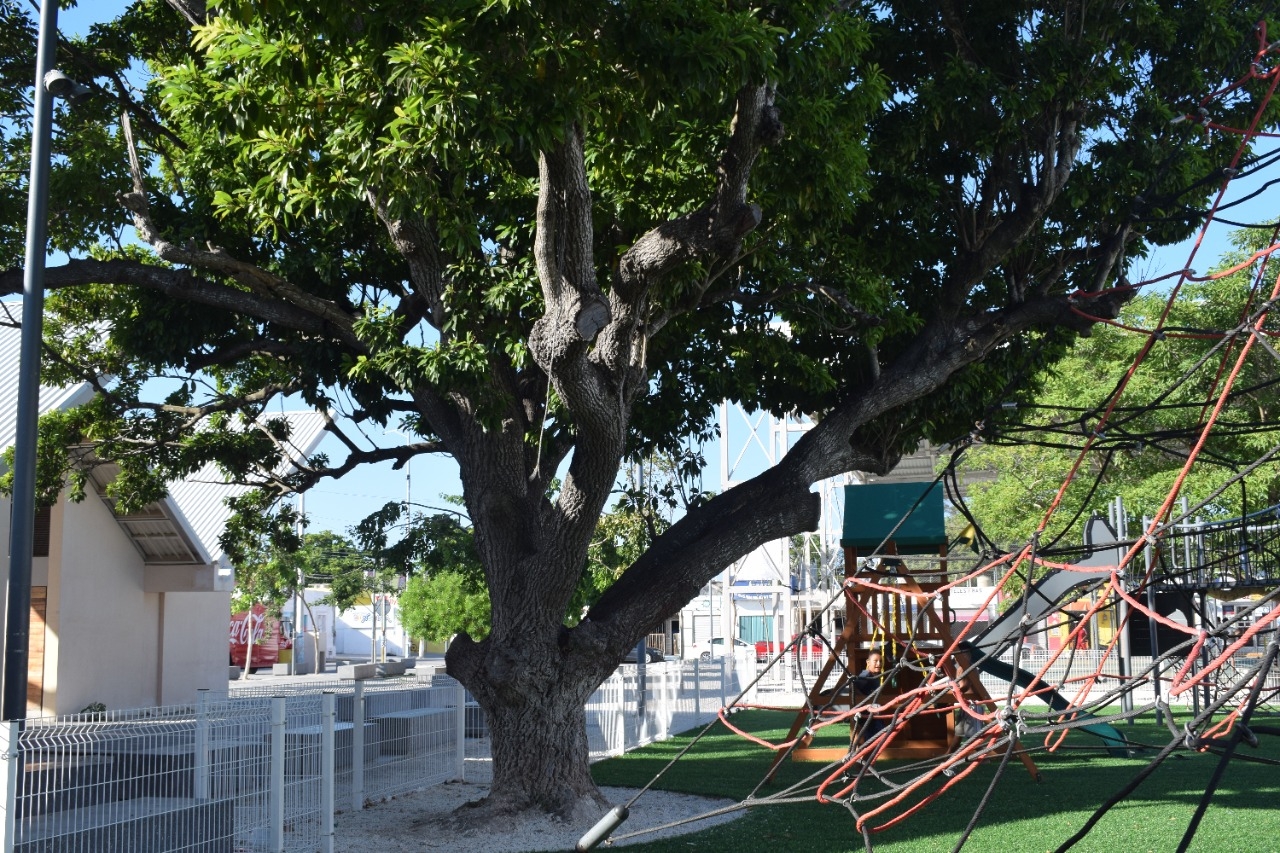 Habitantes de Chicxulub aseguran la presencia de la Xtabay en un árbol del parque municipal