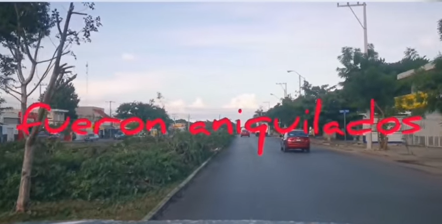 Son varias calles por las que se pueden ver cientos de árboles talados