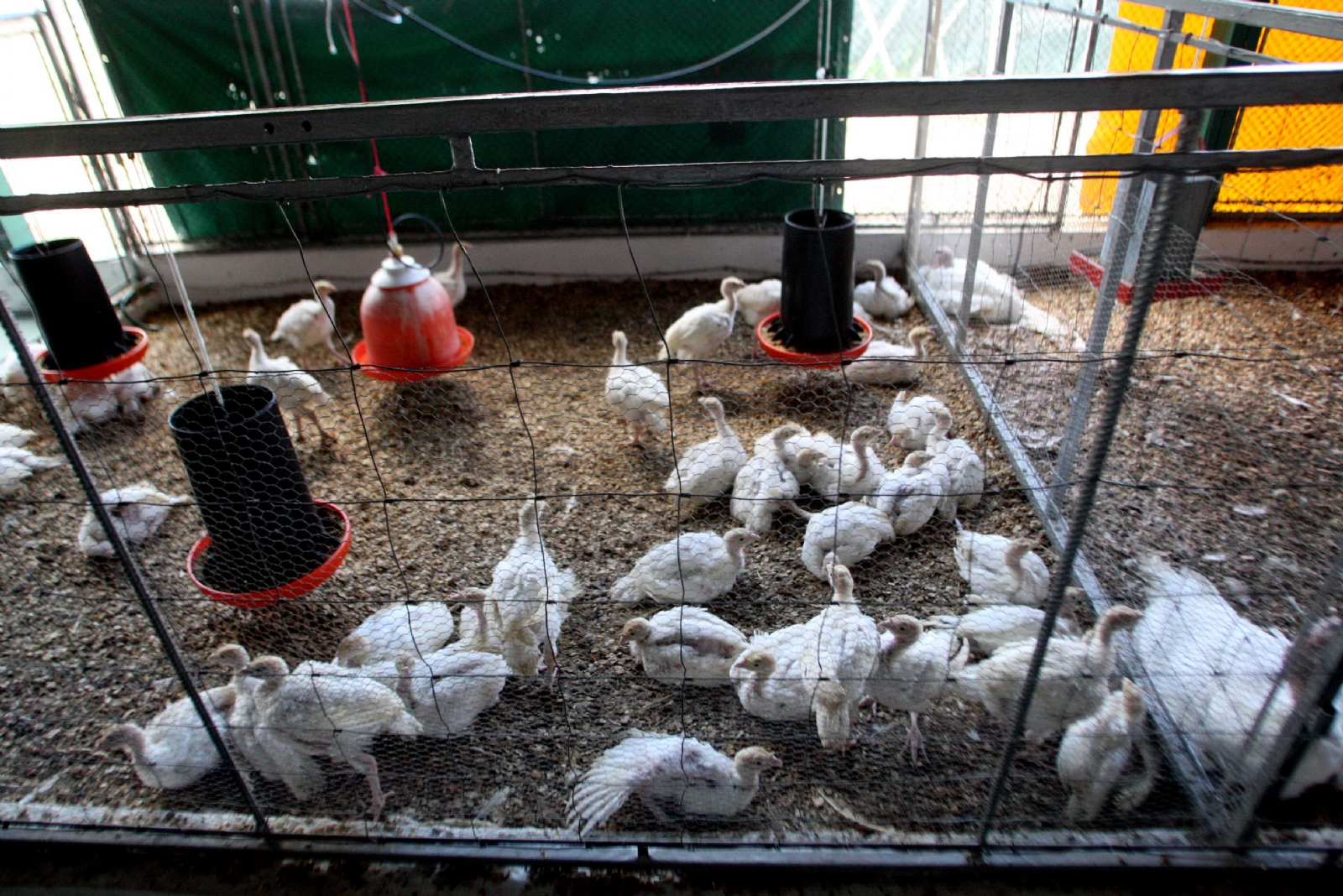La SSY recordó a la población que no corre riesgo por el consumo de la carne, ya que el contagio del virus se da únicamente con el animal vivo y no ya procesado