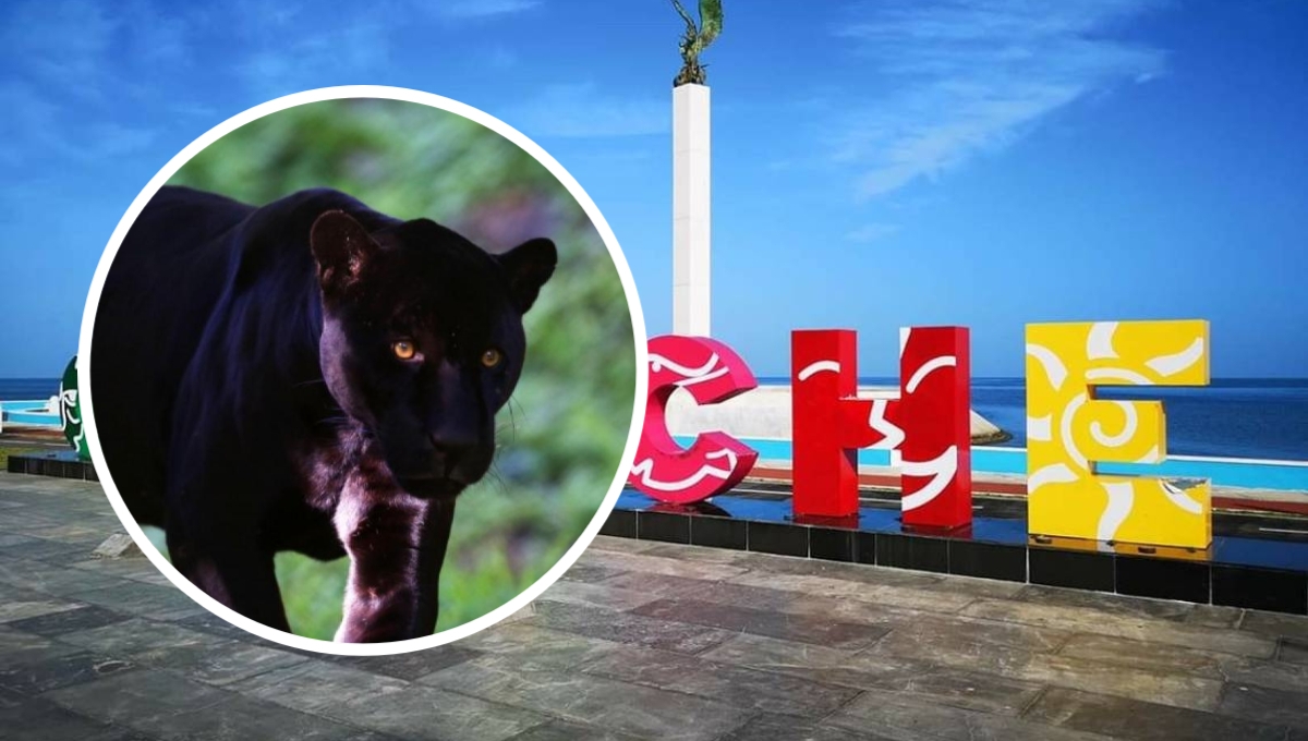 Realizan operativo en Campeche por una pantera suelta