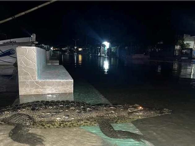 Desborde de la ría causa avistamientos de cocodrilos en puertos de Yucatán