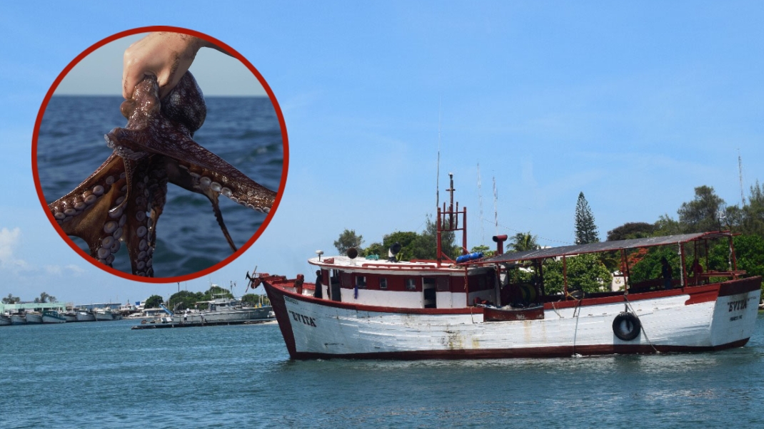 A tan solo 20 días de que termine la temporada de captura, los hombres de mar de embarcación mayor partirán para cerrar el último mes de pesca de molusco