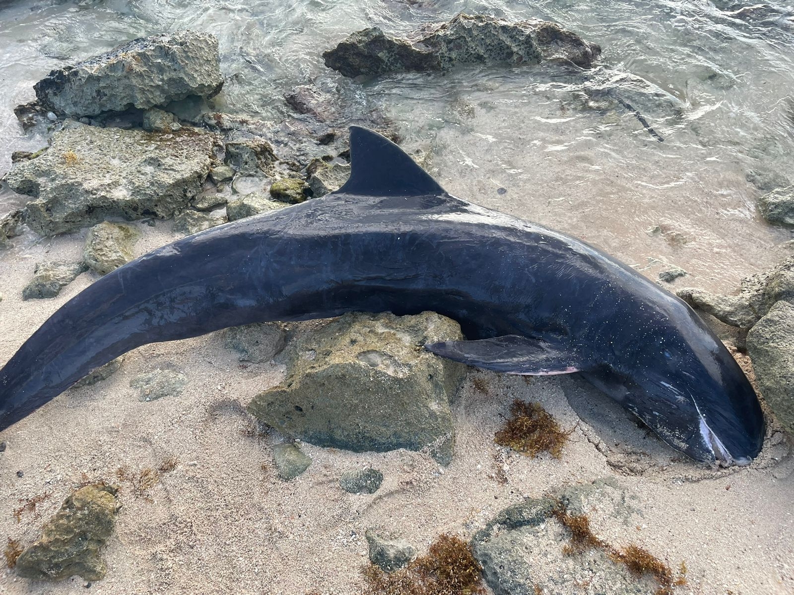 El biólogo afirmó que se trataba de una orca enana y hasta donde se pudo constatar, no tenía heridas o mordidas de algún animal marino El biólogo afirmó que se trataba de una orca enana y hasta donde se pudo constatar, no tenía heridas o mordidas de algún animal marino